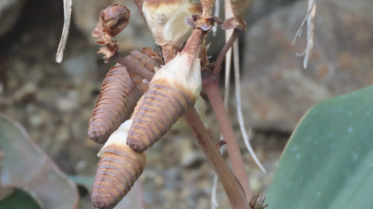 ウェルウィッチア・ミラビリス（奇想天外
