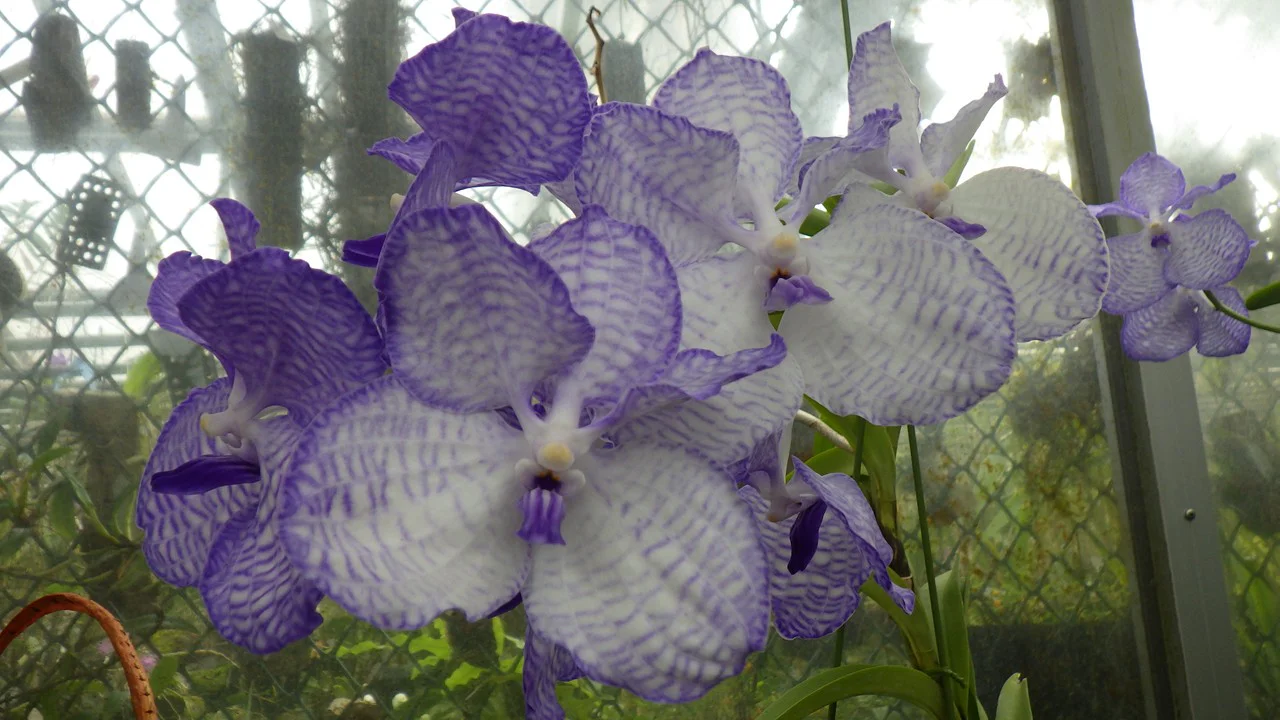 バンダ・コエルレア