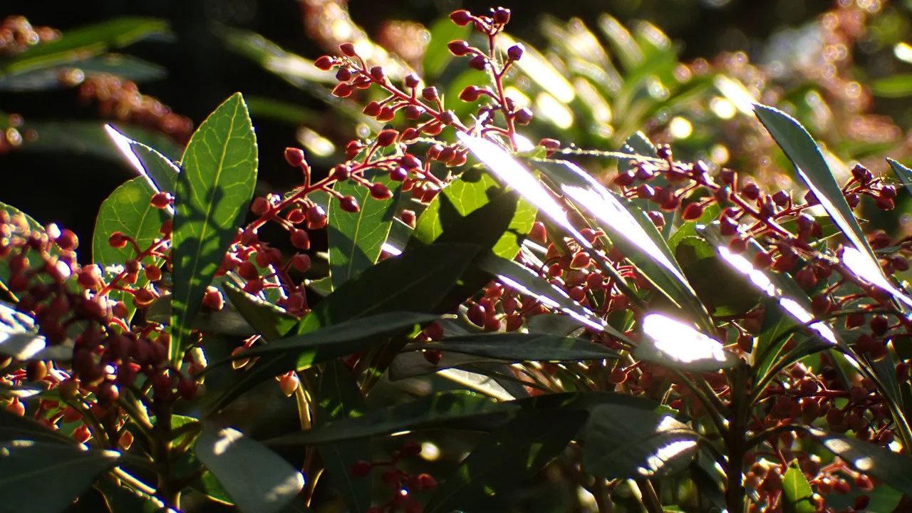 リュウキュウアセビ［CR］