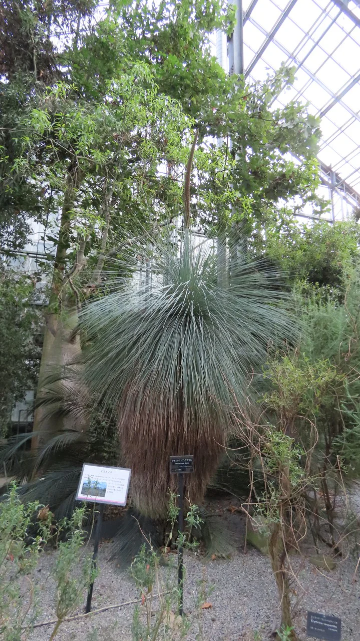 クサントロエア・グラウカ