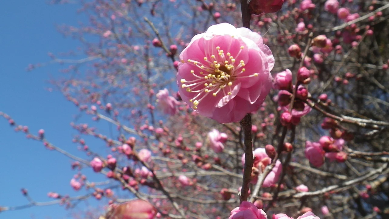 ウメの園芸品種