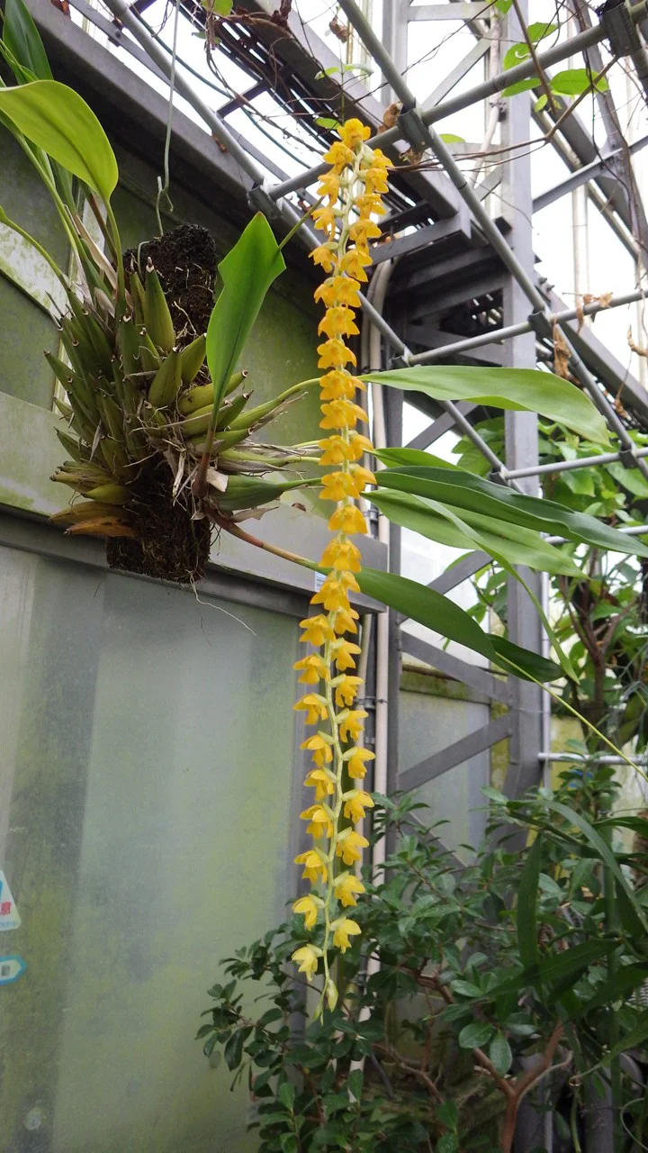 セロジネ・コッビアナ