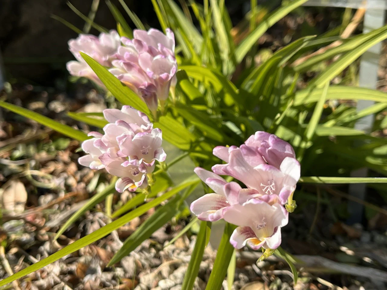 フリージア・ライヒトリニイ・アルバ