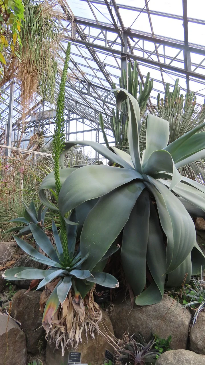 アガベ・アッテヌアタ