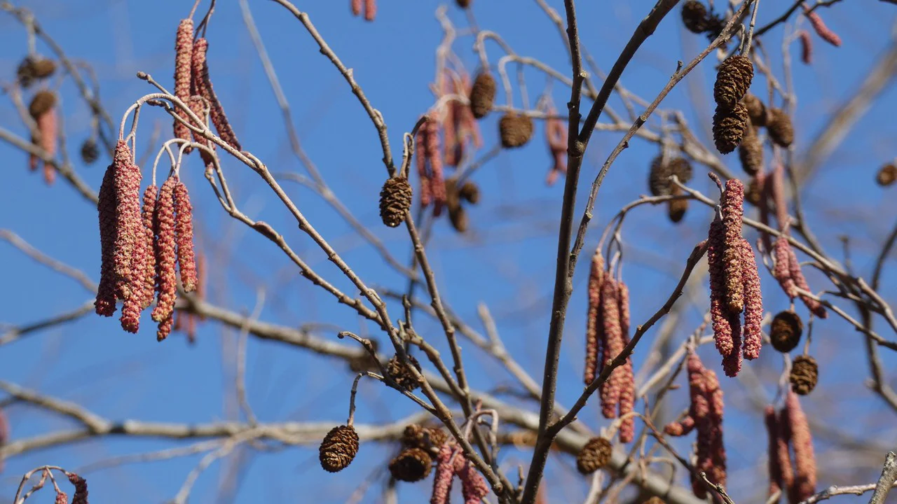 カワラハンノキ