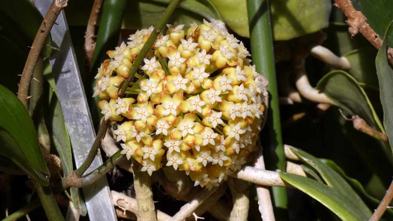 ホヤ・種名不詳