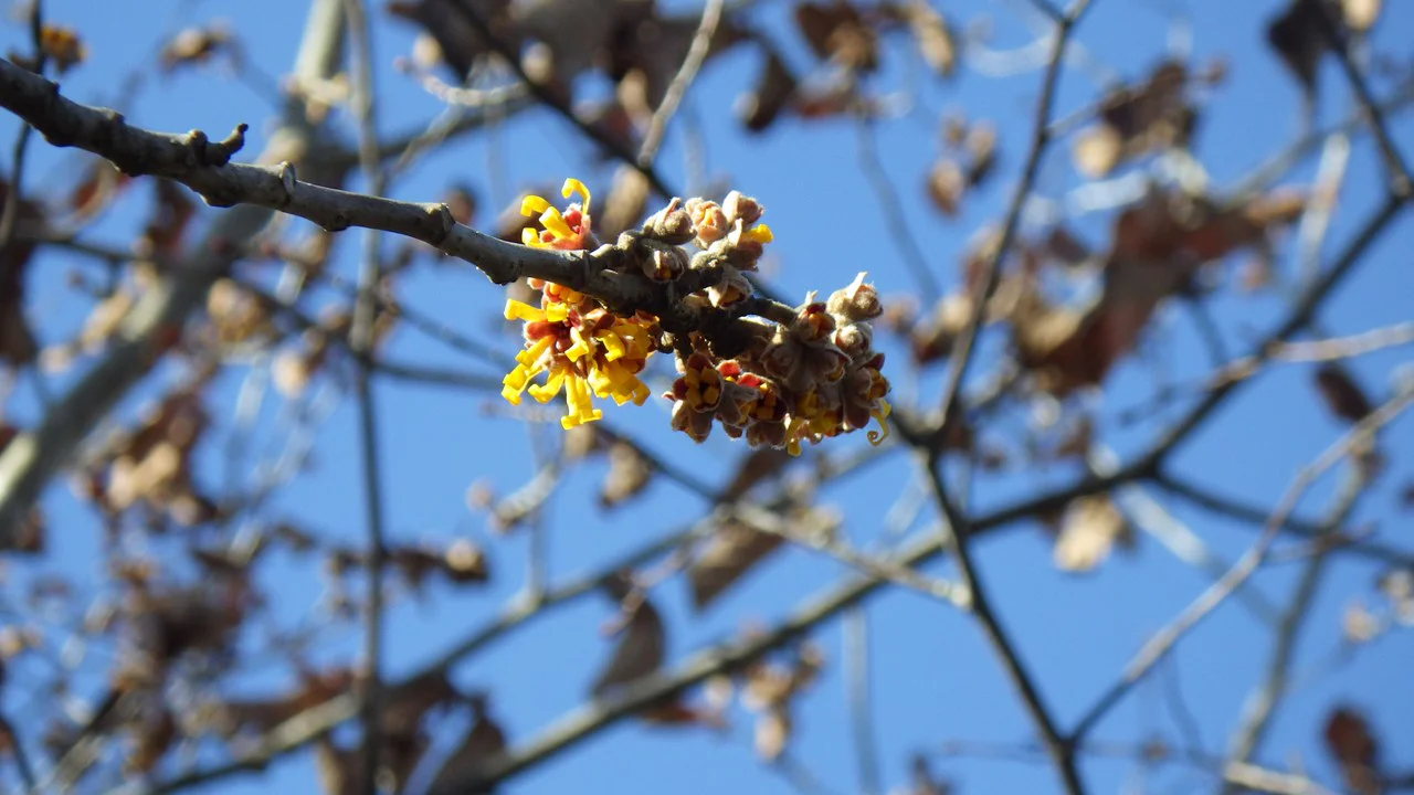 ハマメリス・ベルナリス