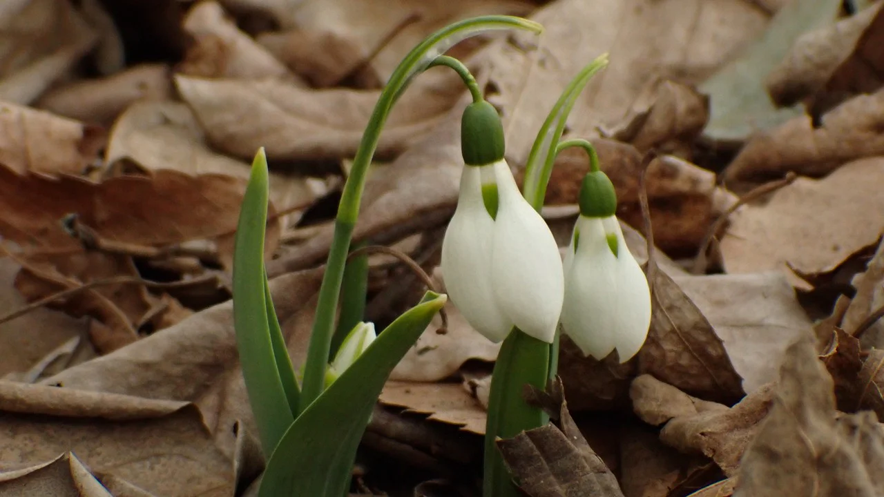 オオユキノハナ
