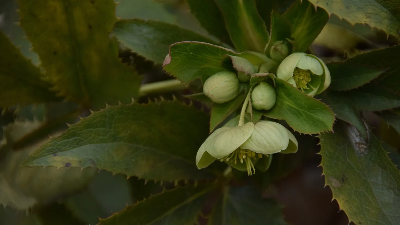 セイヨウハシバミ