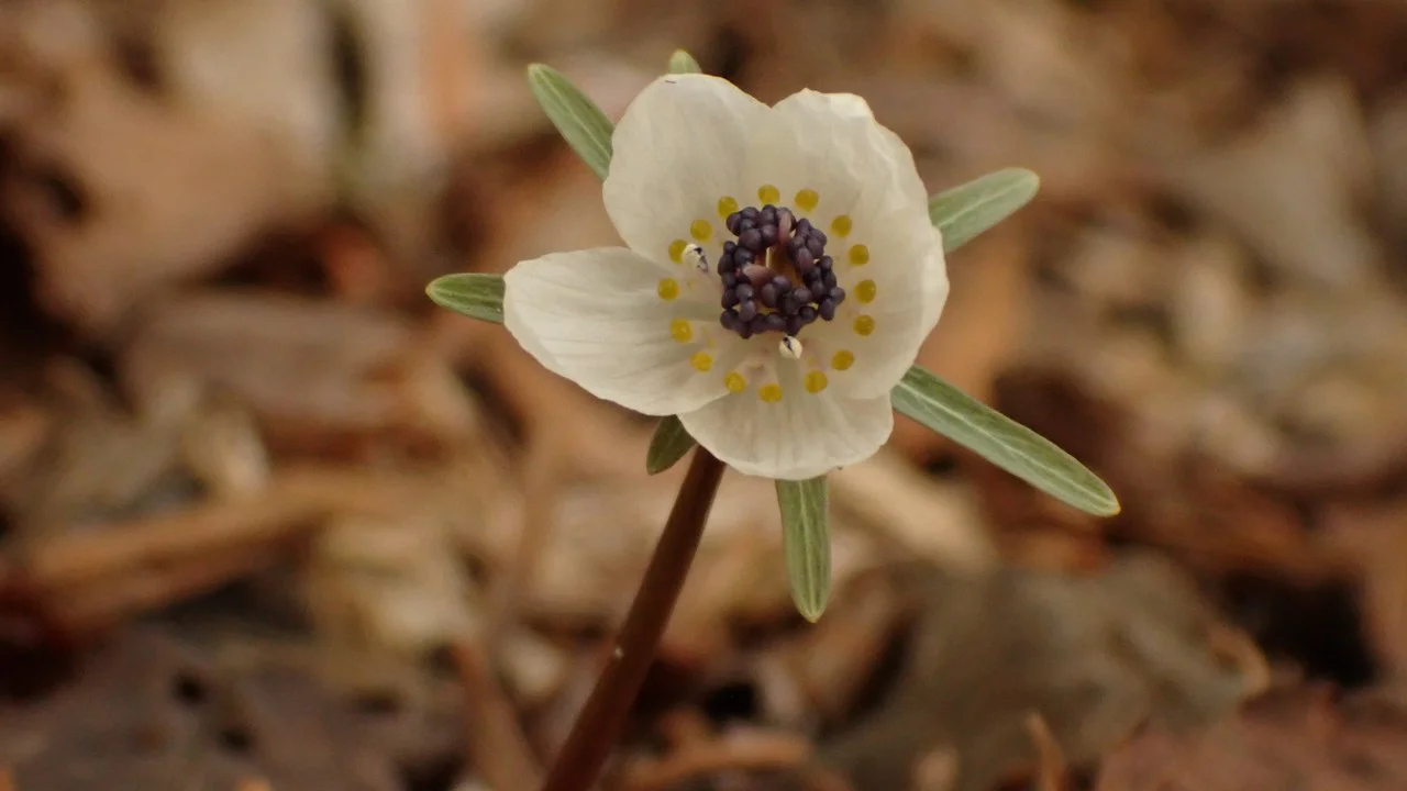 セツブンソウ[NT]