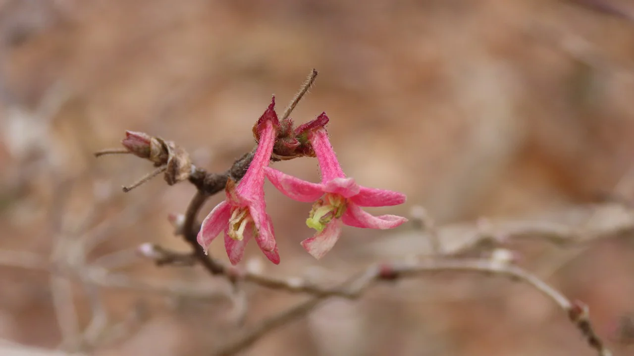 ミヤマウグイスカグラ