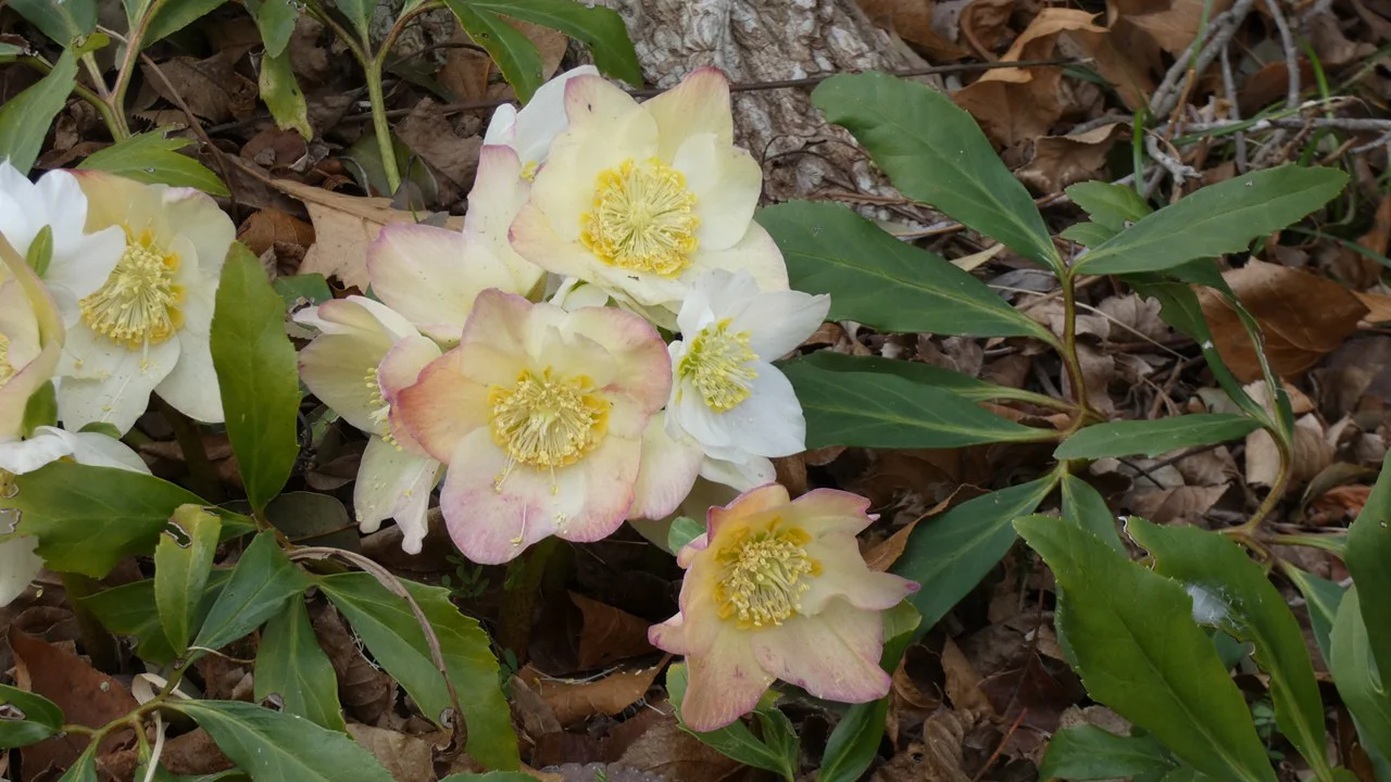 ヘレボルス・ニゲル