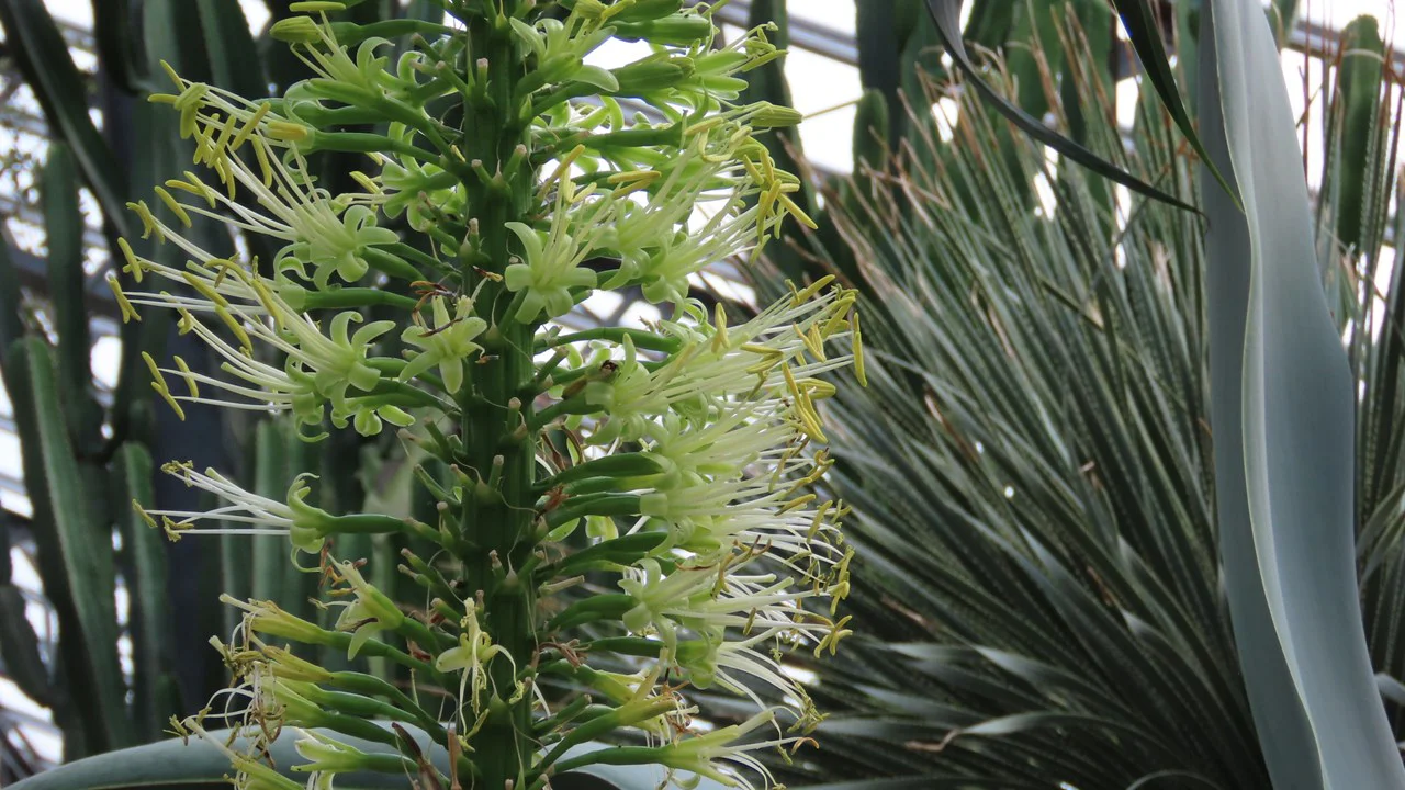 アガベ・アッテヌアタ