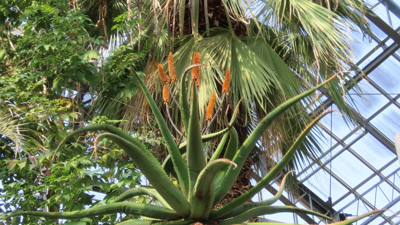 アロエ・エクスケルサ