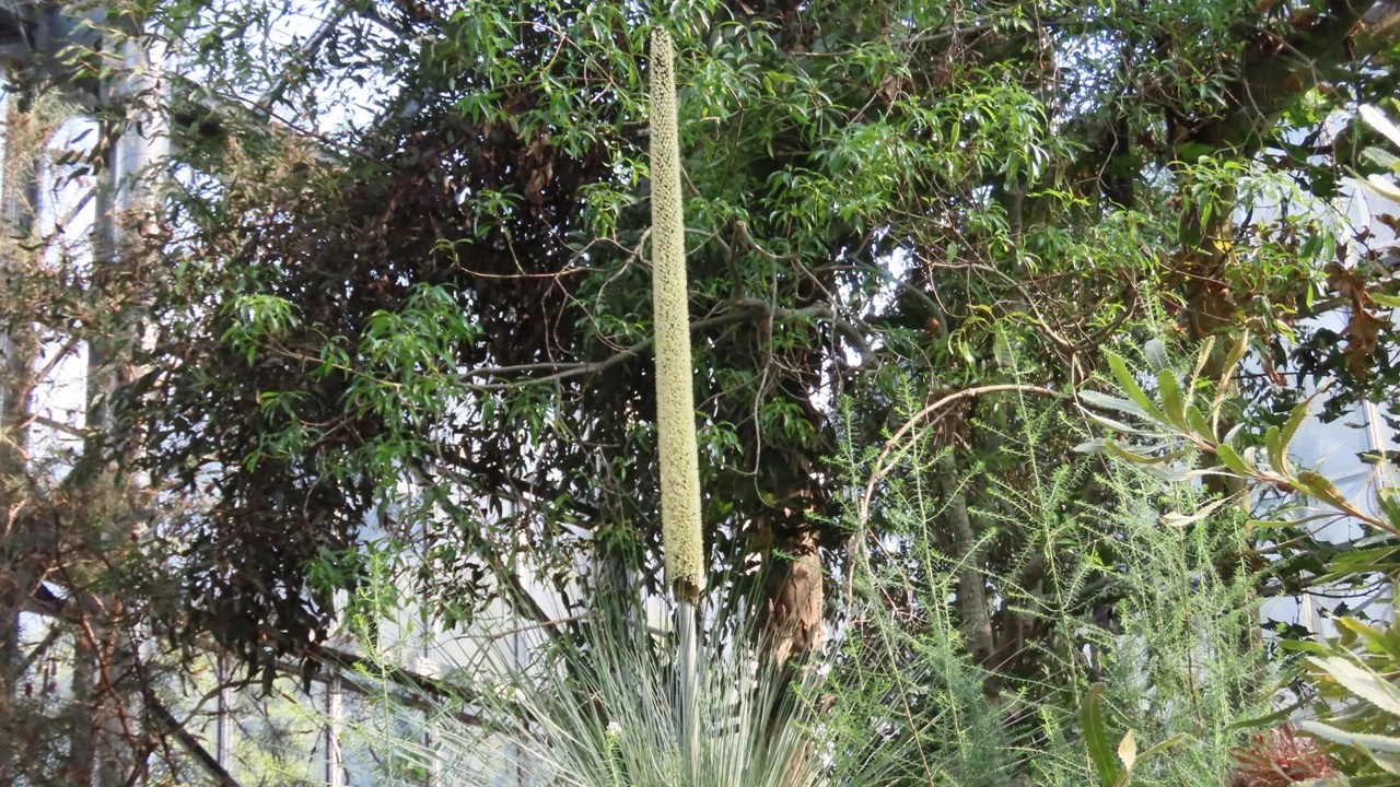 クサントロエア・グラウカ