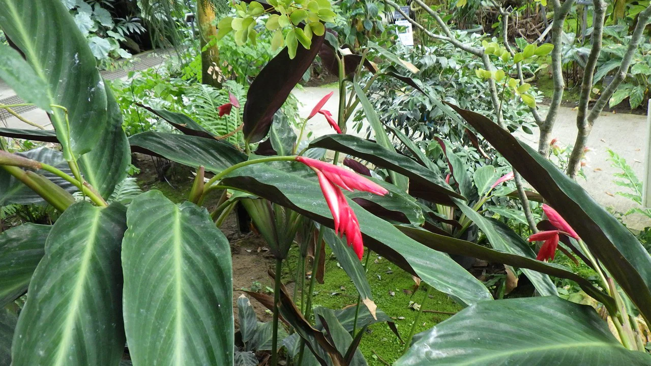 ウラベニショウ