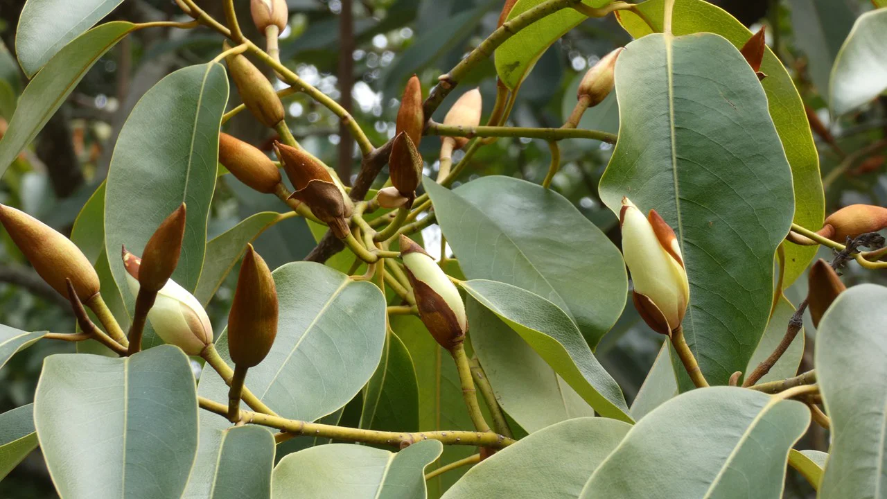 ミケリア・プラティペタラ