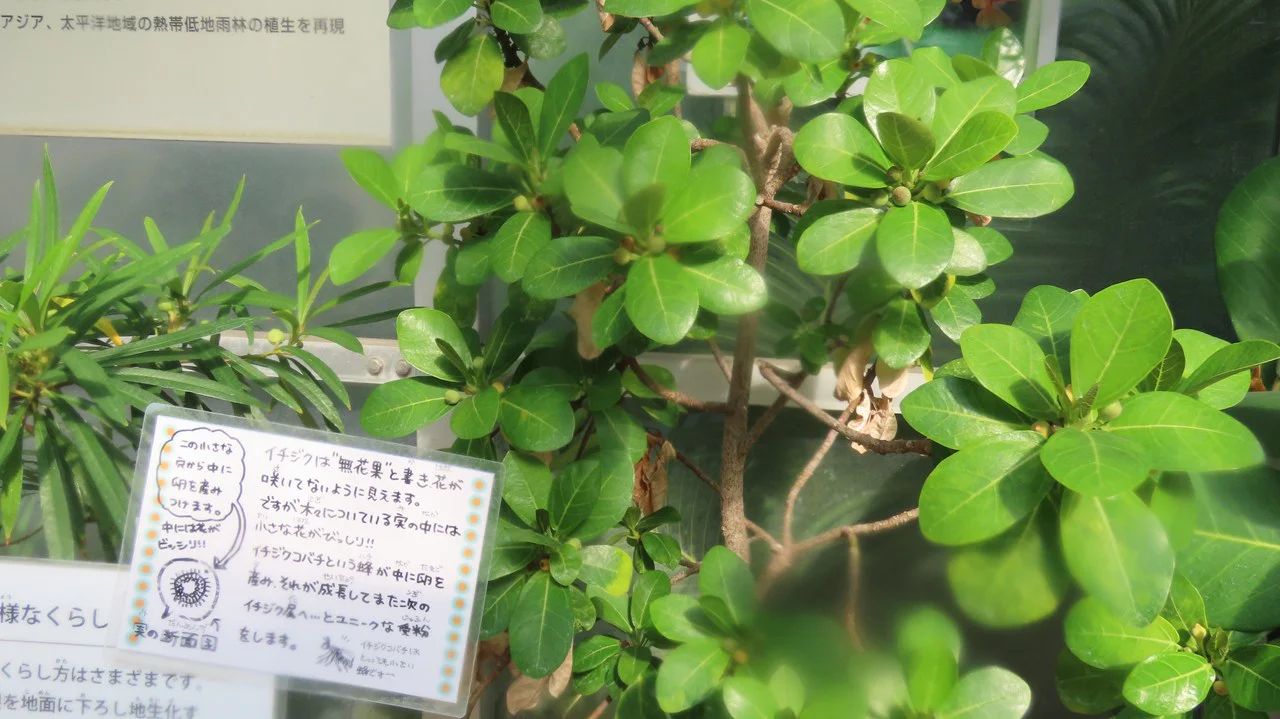 イチジクの仲間