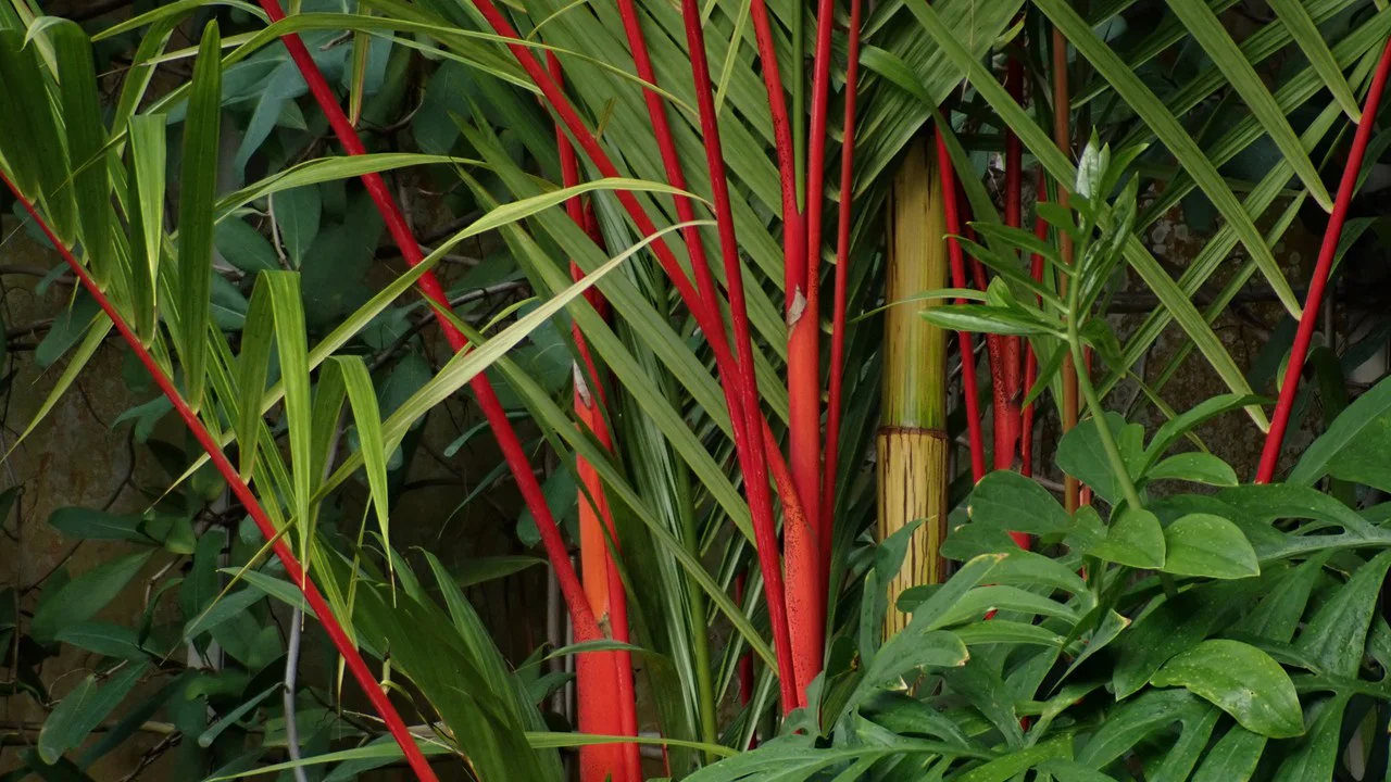 ショウジョウヤシ