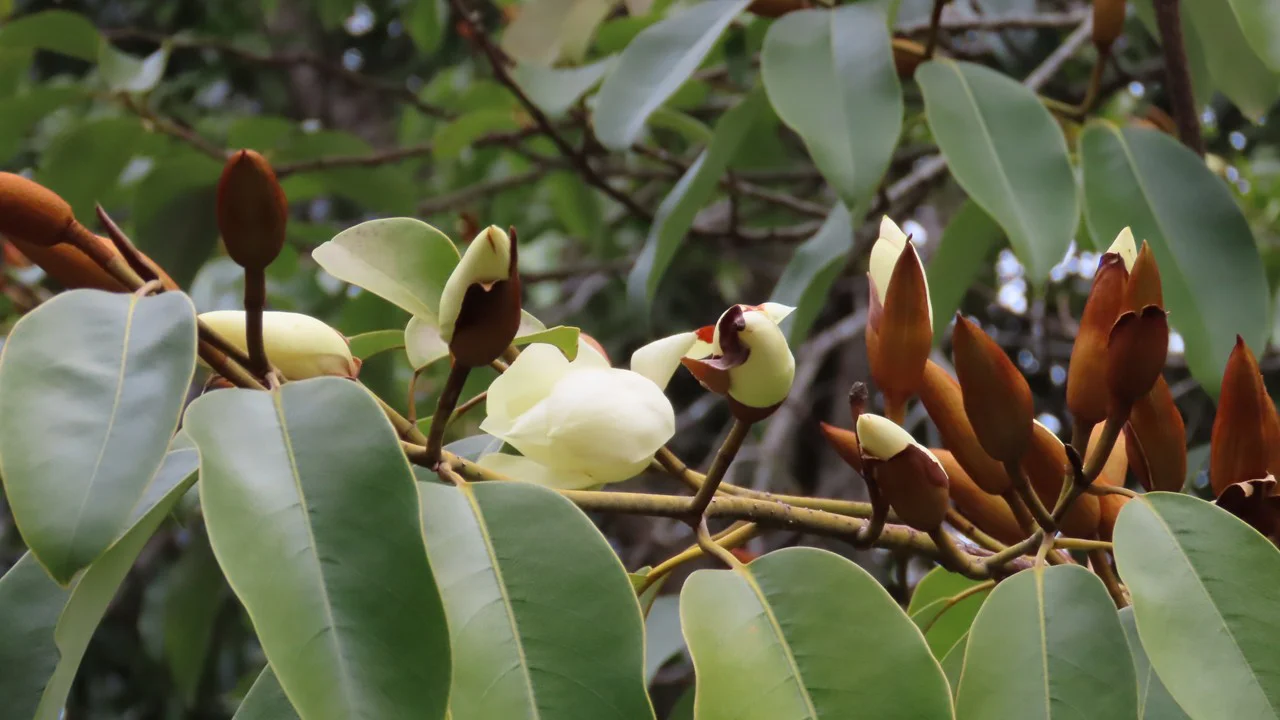 ミケリア・プラティペタラ