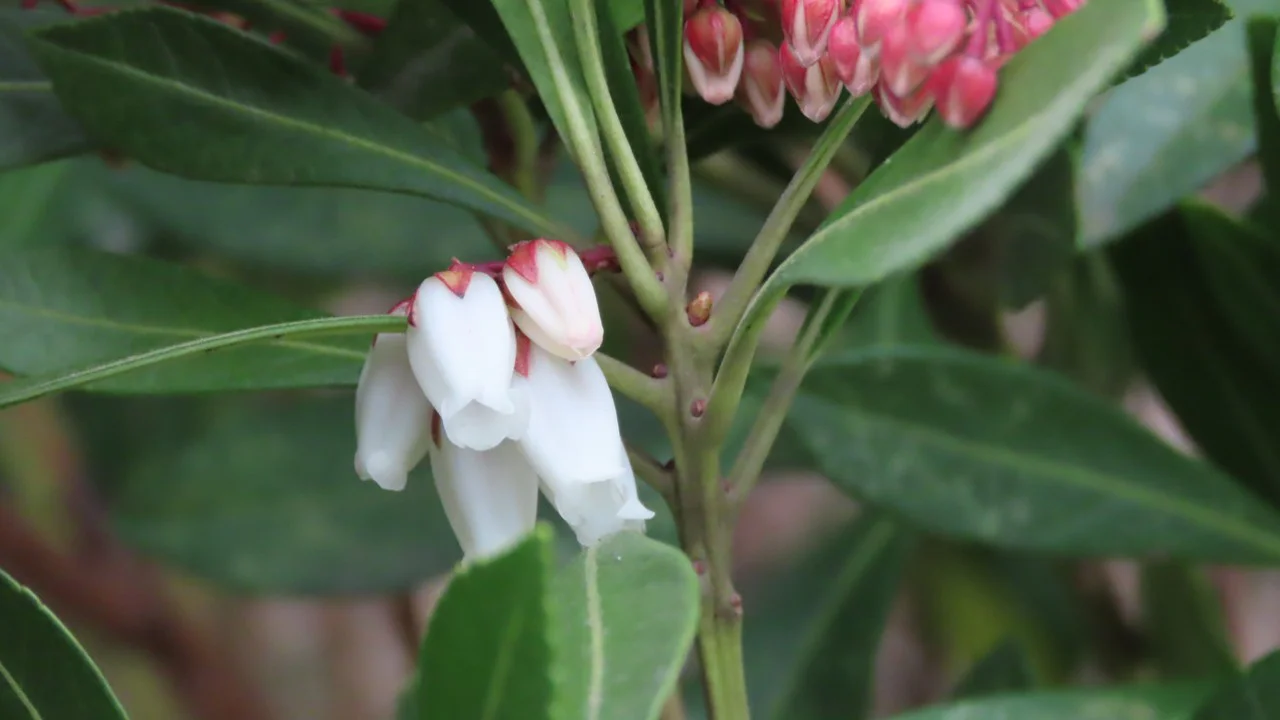 リュウキュウアセビ