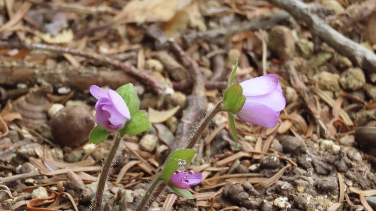 オオミスミソウ