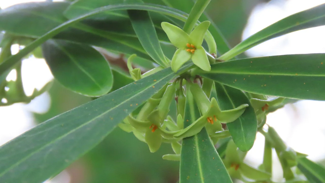 オニシバリ（ナツボウズ）