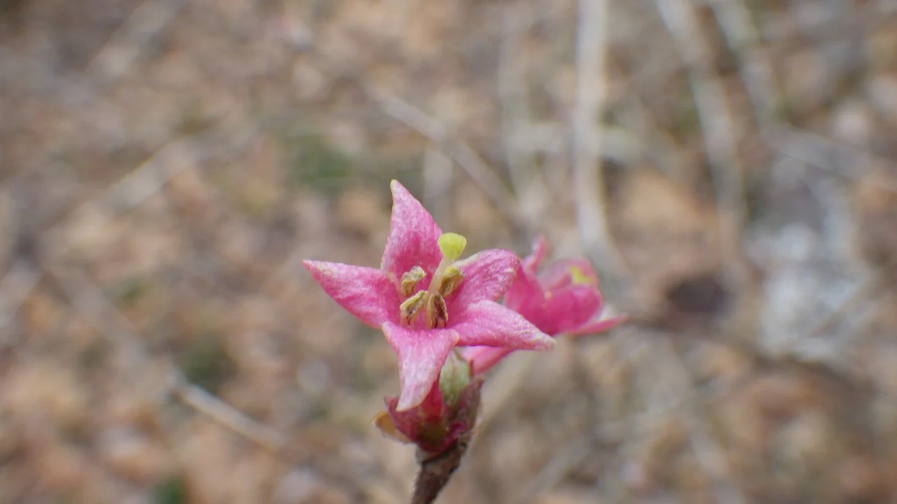 ミヤマウグイスカグラ