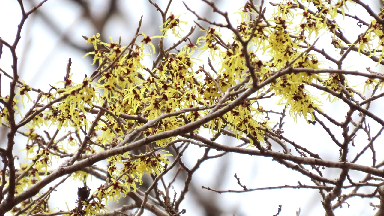 マルバマンサク