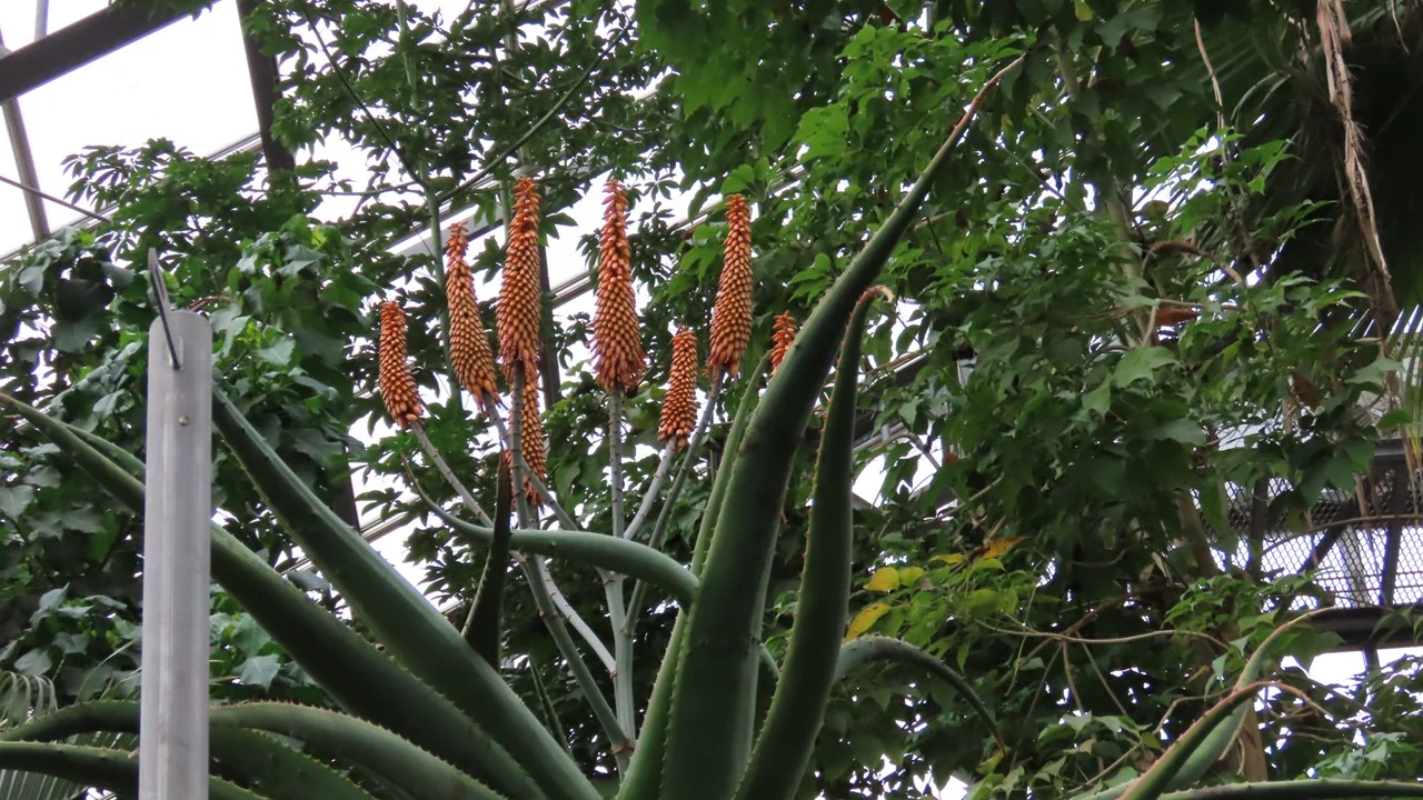 アロエ・エクスケルサ