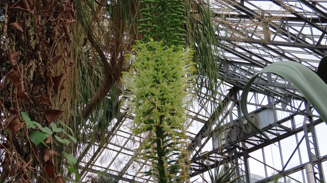 アガベ・アッテヌアタ