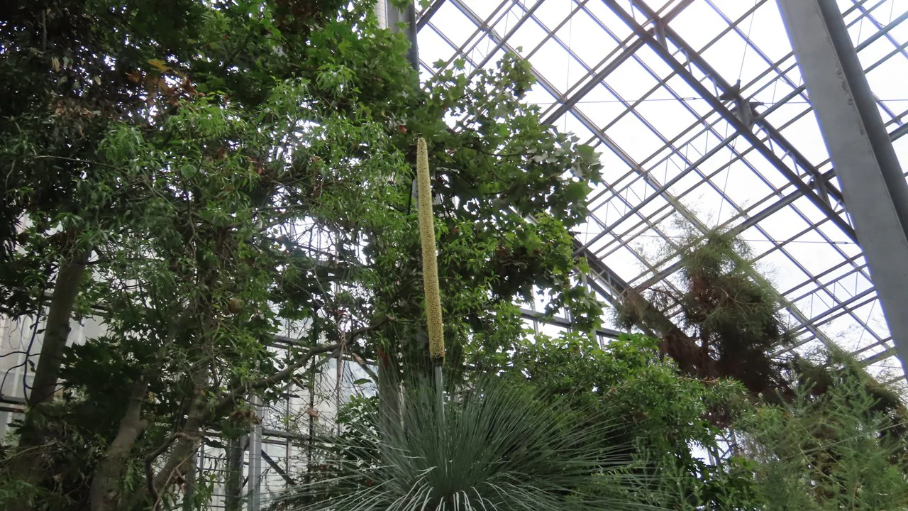 クサントロエア・グラウカ