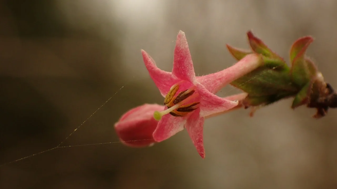 ミヤマウグイスカグラ