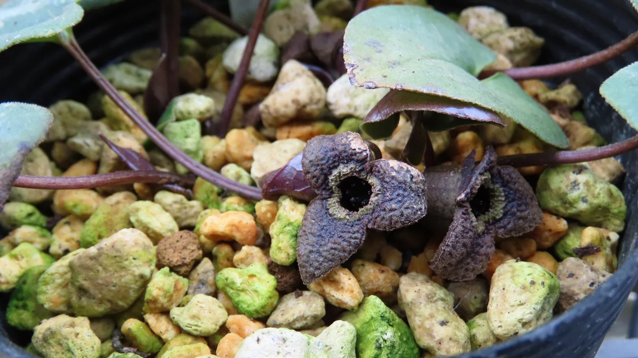 カントウカンアオイ