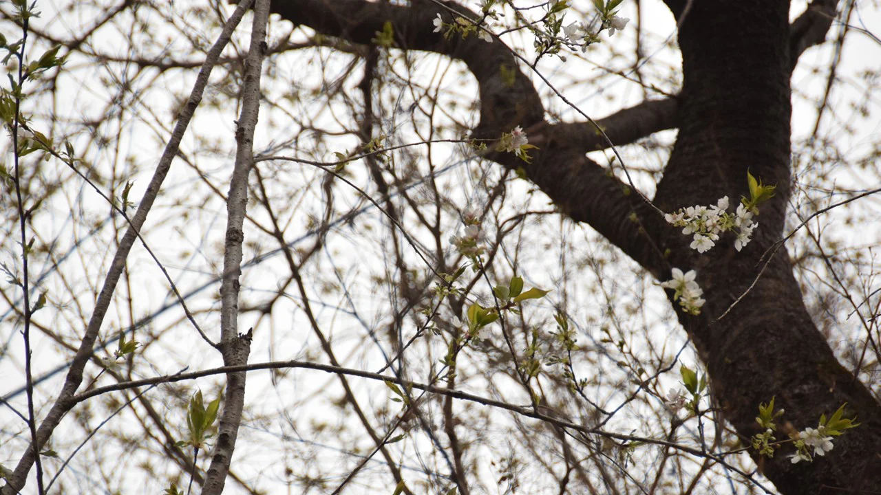 オオシマザクラ