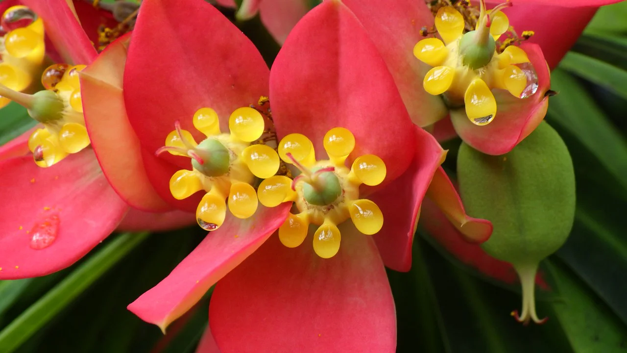 エウフォルビア・プニケア