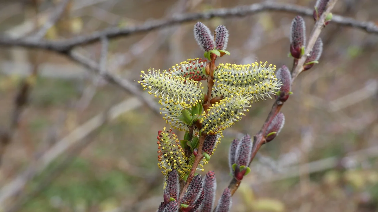 イヌコリヤナギ