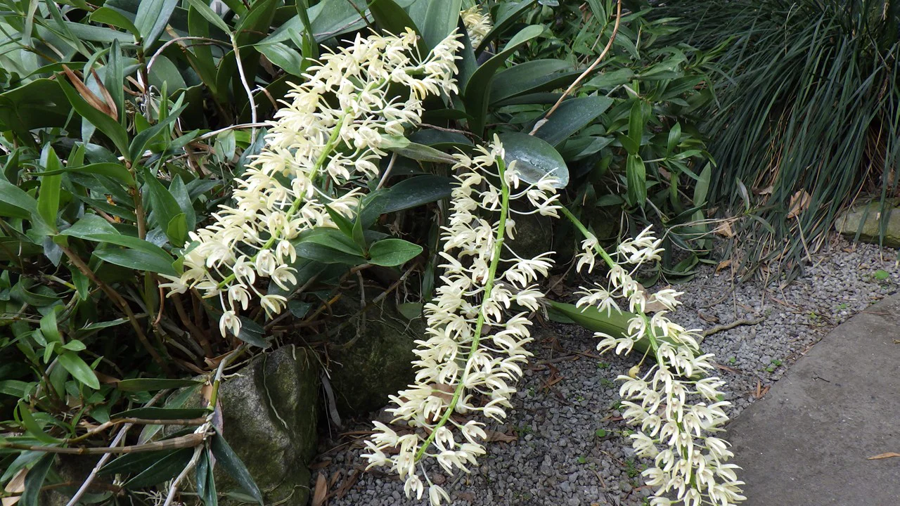 デンドロビウム・スペキオスム