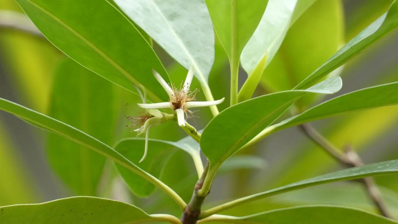 カンデリア・カンデル