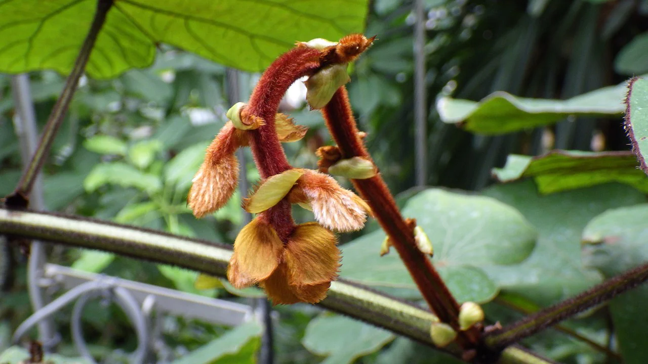 バウヒニア・アウレイフォリア