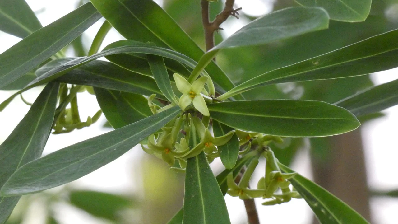 オニシバリ(ナツボウズ)