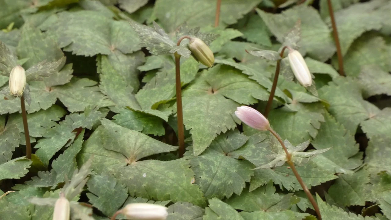 ユキワリイチゲ