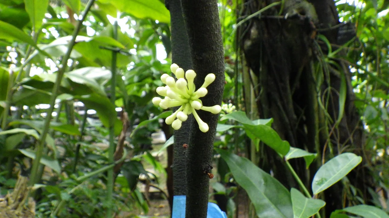 ファレリア・オクタンドラ