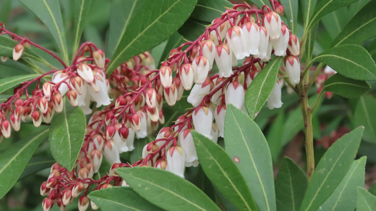 リュウキュウアセビ