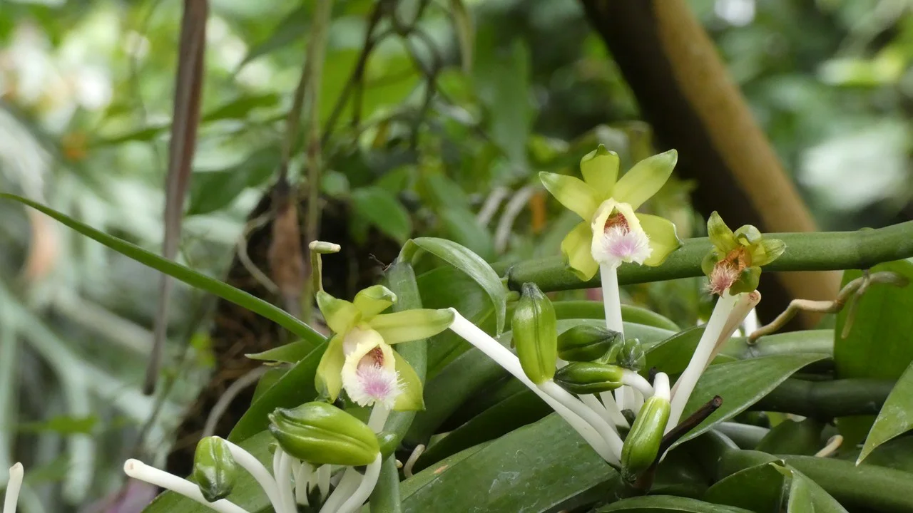 バニラ・ボルニエンシス