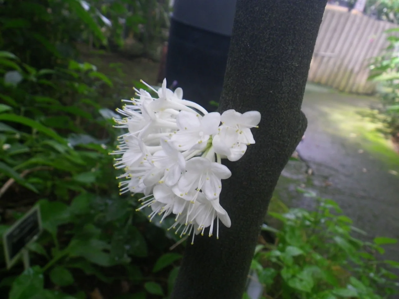 ファレリア・オクタンドラ