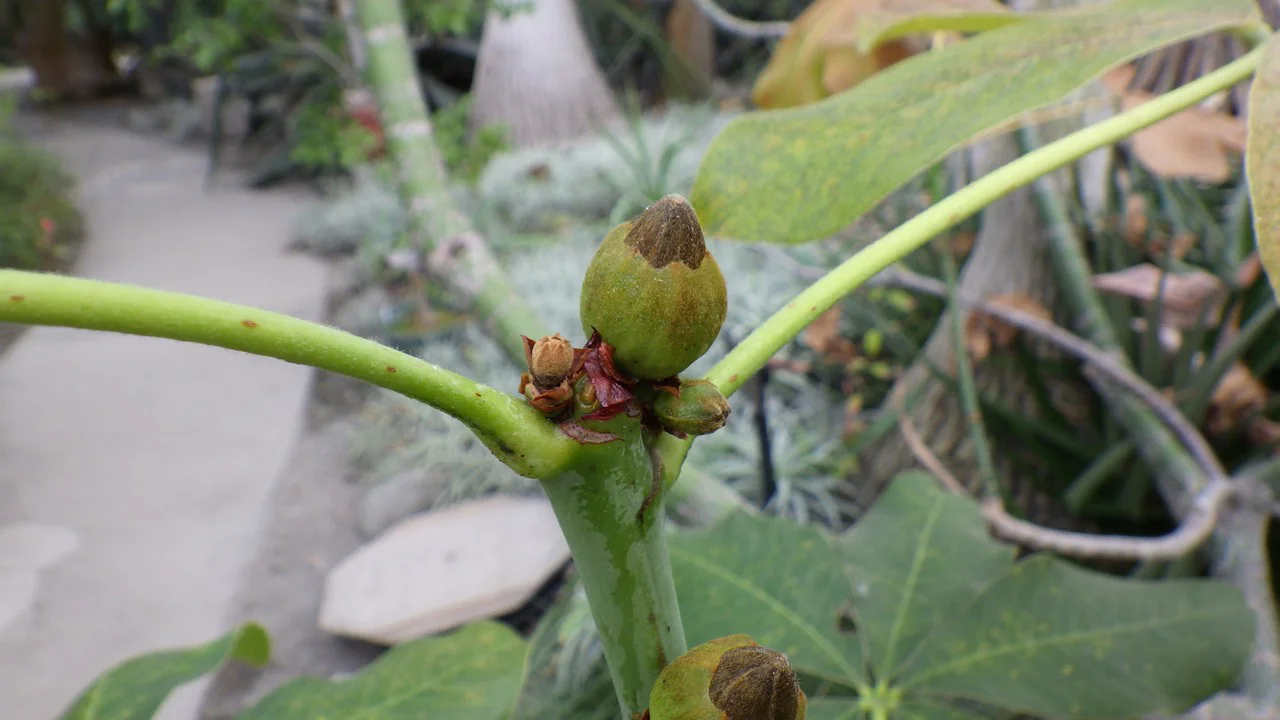 プセウドボンバックス・エリプティクム