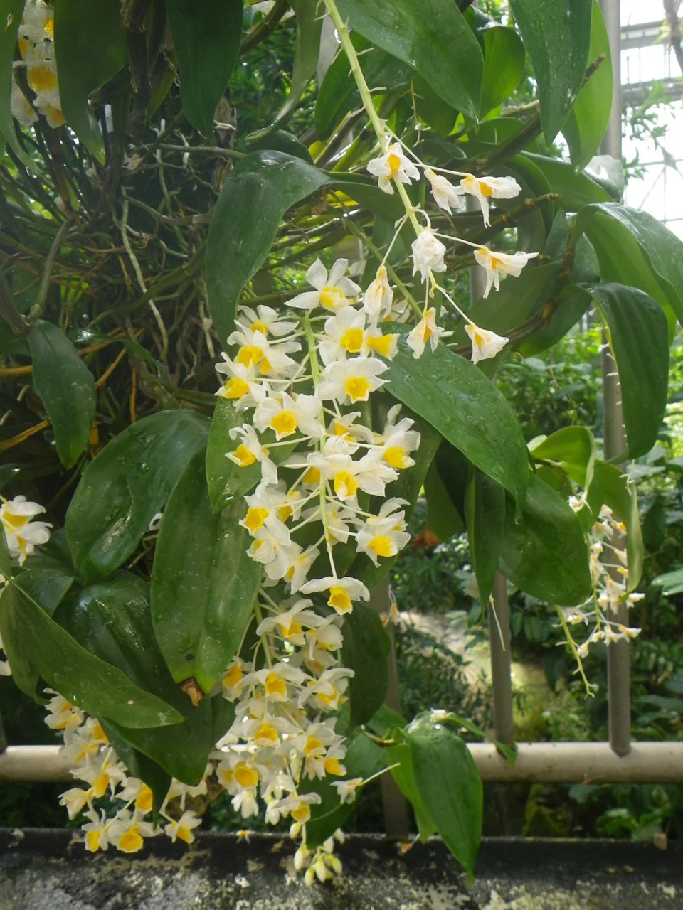 デンドロビウム・パルペブラエ