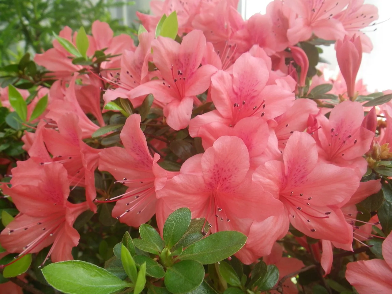 シナヤマツツジ