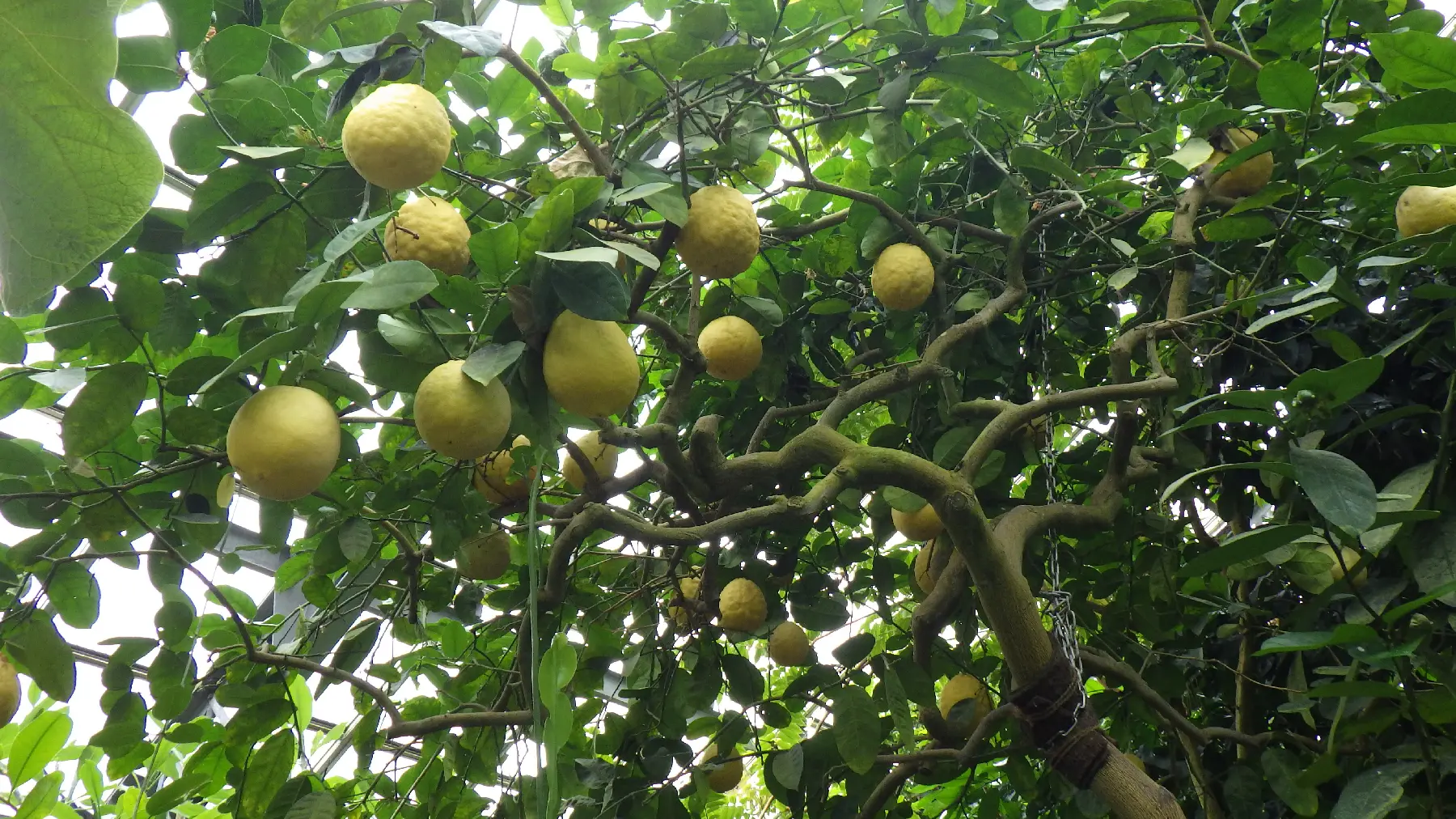 レモン ‘ポンデローザ’